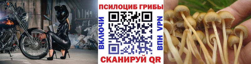 цена наркотик  Коряжма  Псилоцибиновые грибы Psilocybine cubensis 