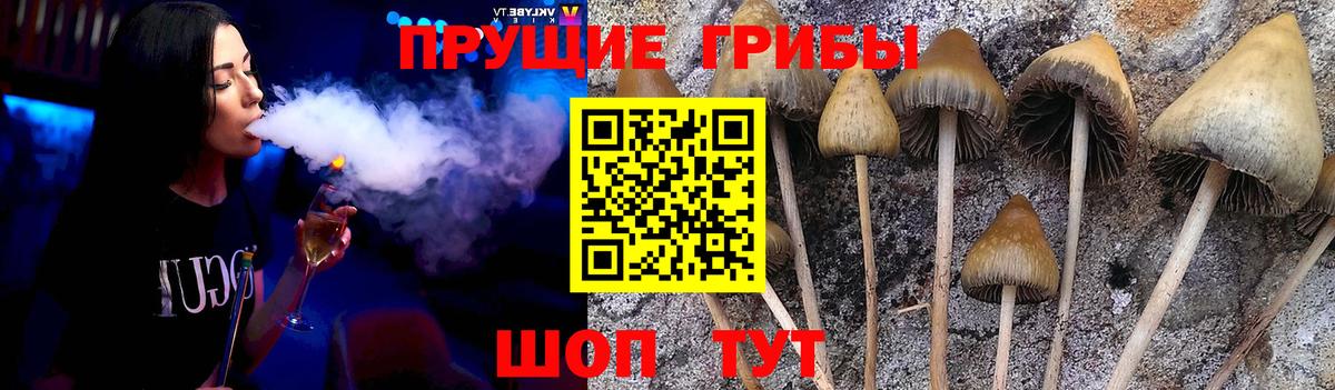 Псилоцибиновые грибы Psilocybe Коряжма